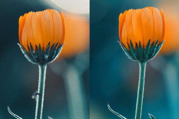 How to focus stack images in Adobe Photoshop