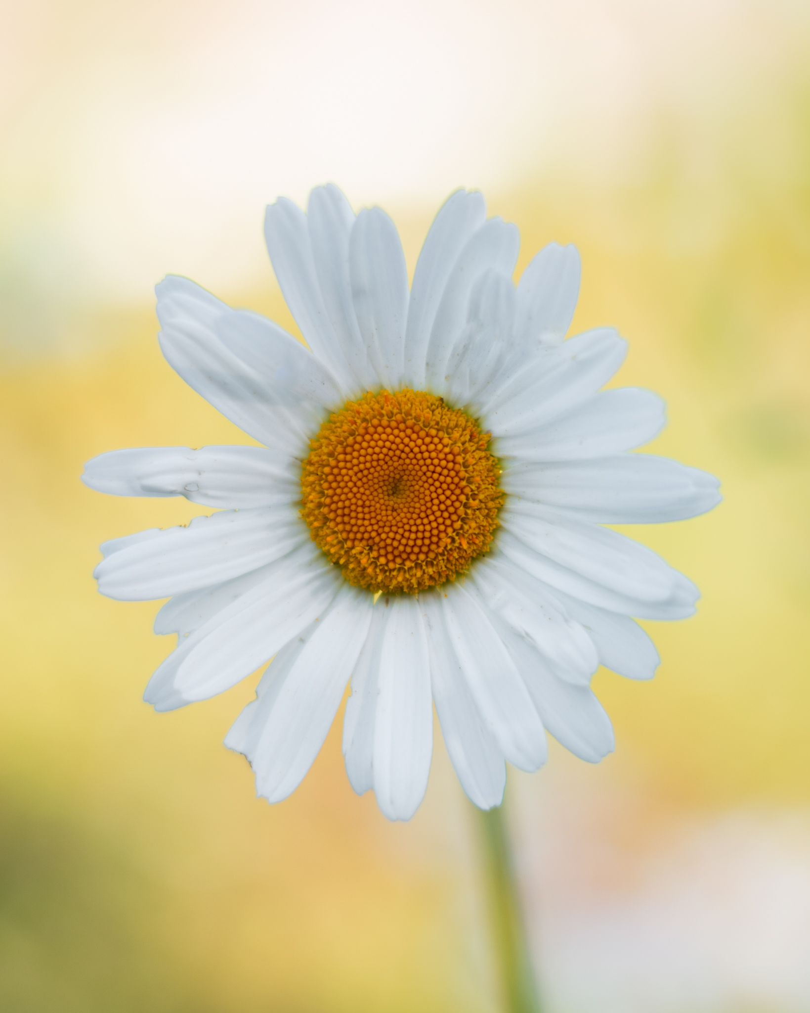 Top 10 Macro Photography Tips: Part 2 - MacroViewpoint.com