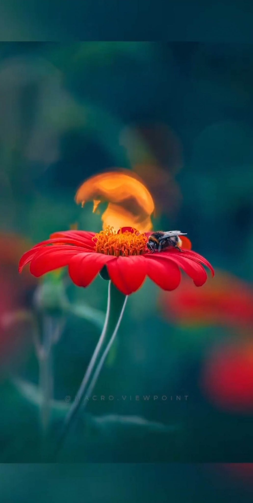 8 Instagram Reel Tips & Beginner's Guide - MacroViewpoint.com