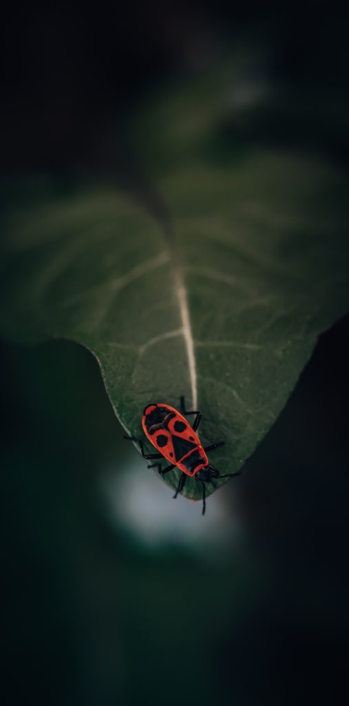Moody macro of a red insect on a leaf 