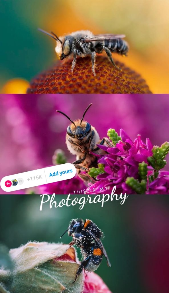 Instagram story template using custom fonts