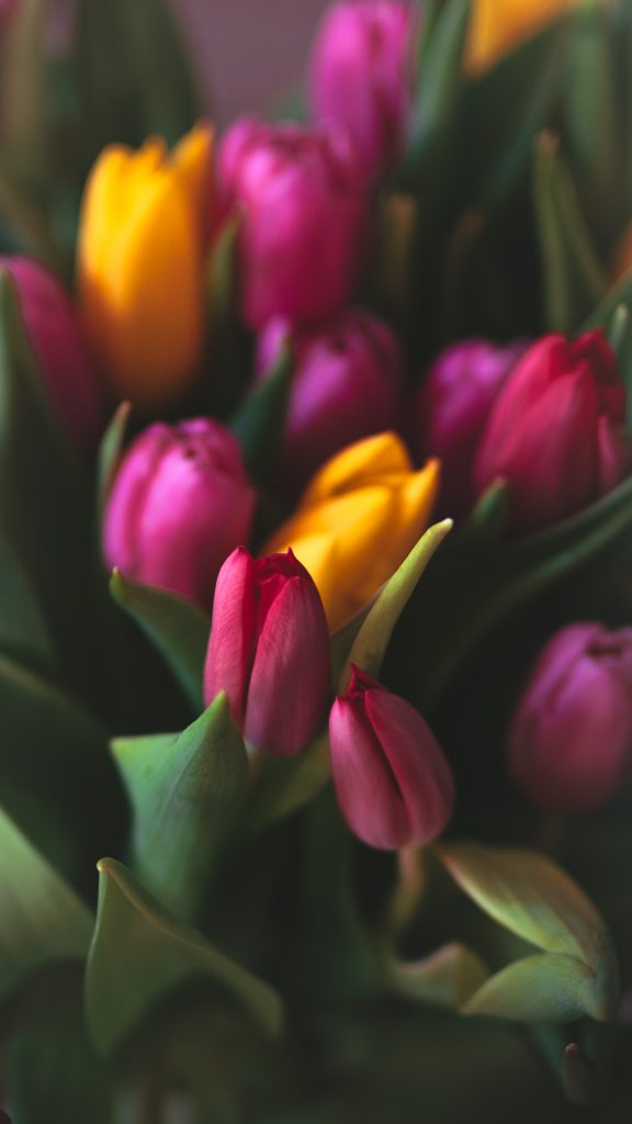 A vibrant bouquet of pink and yellow tulips in moody tones